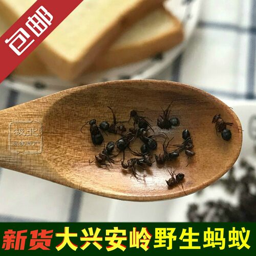 新货东北大兴安岭干红500g黑蚂蚁