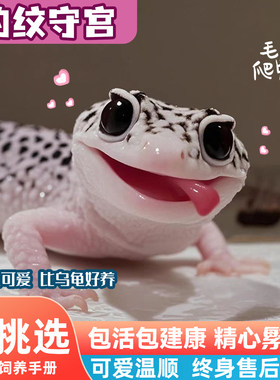 可挑选豹纹守宫黑夜活物小蜥蜴小火龙壁虎宠物入门级网红爬宠易养