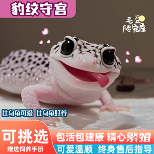 可挑选豹纹守宫黑夜活物小蜥蜴小火龙壁虎宠物入门级网红爬宠易养