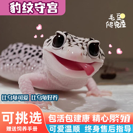 可挑选豹纹守宫黑夜活物小蜥蜴小火龙壁虎宠物入门级网红爬宠易养