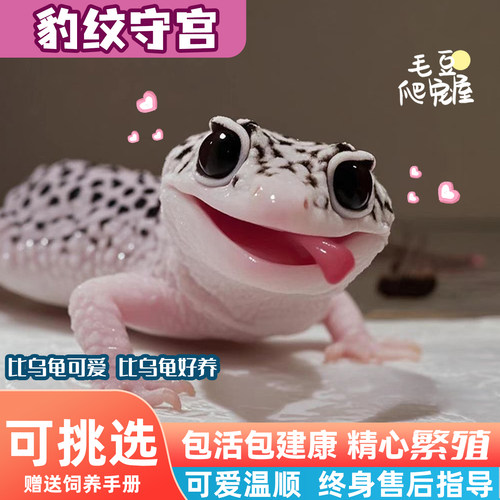 可挑选豹纹守宫黑夜活物小蜥蜴小火龙壁虎宠物入门级网红爬宠易养