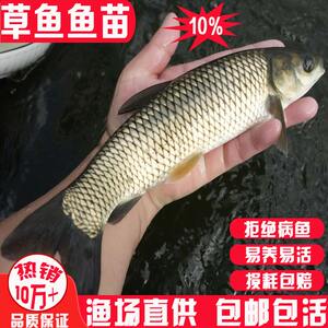 贵州草鱼鱼苗淡水养殖食用特大半斤草鱼苗鲜活皖鱼苗小草鱼食蚊鱼
