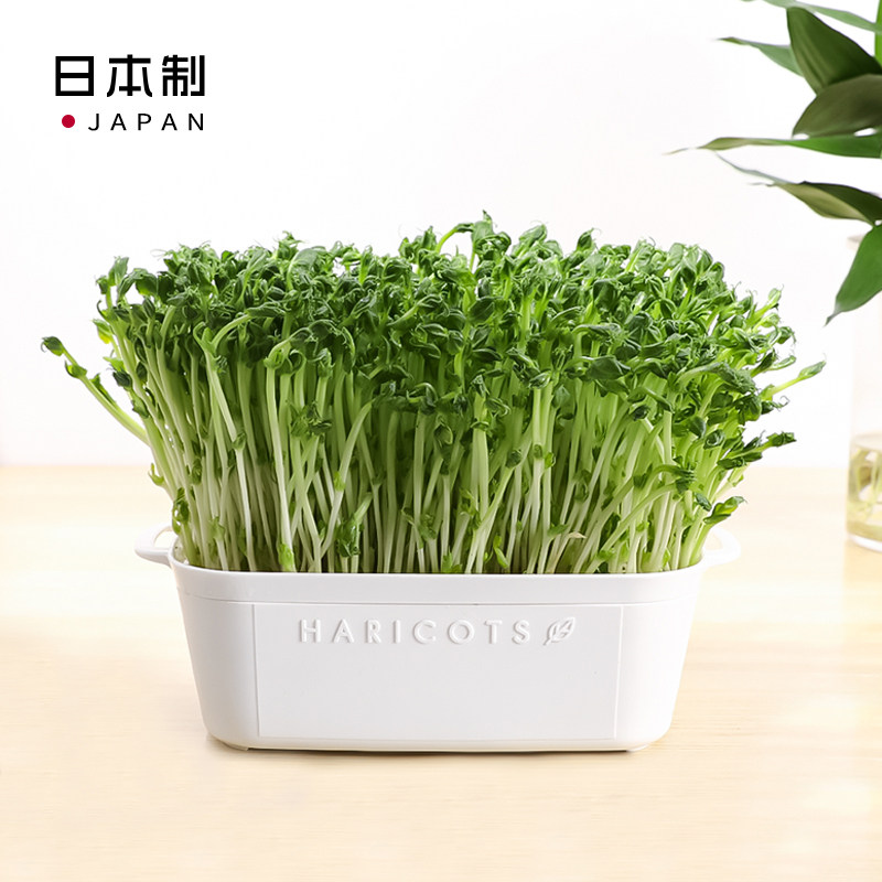 日本进口豆苗发芽盆阳台果蔬种植盆蔬菜无土水培猫草种植种菜托盘