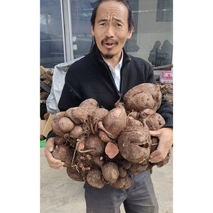 【仁杰老师】百年何首乌  5制野生何首乌