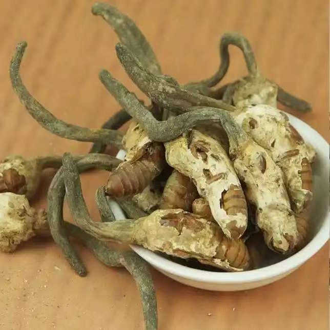 【仁杰老师】蝉茸干货 大虫草  蒸蛋吃