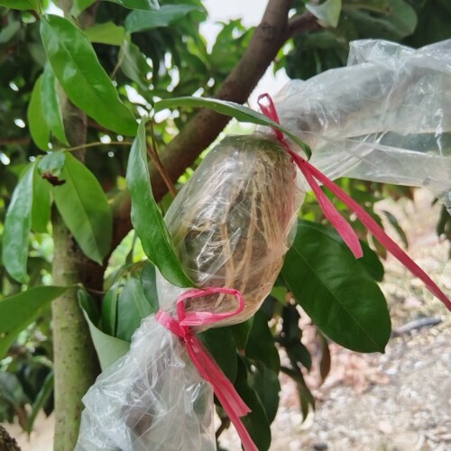 玲珑荔枝玲珑芽条荔枝