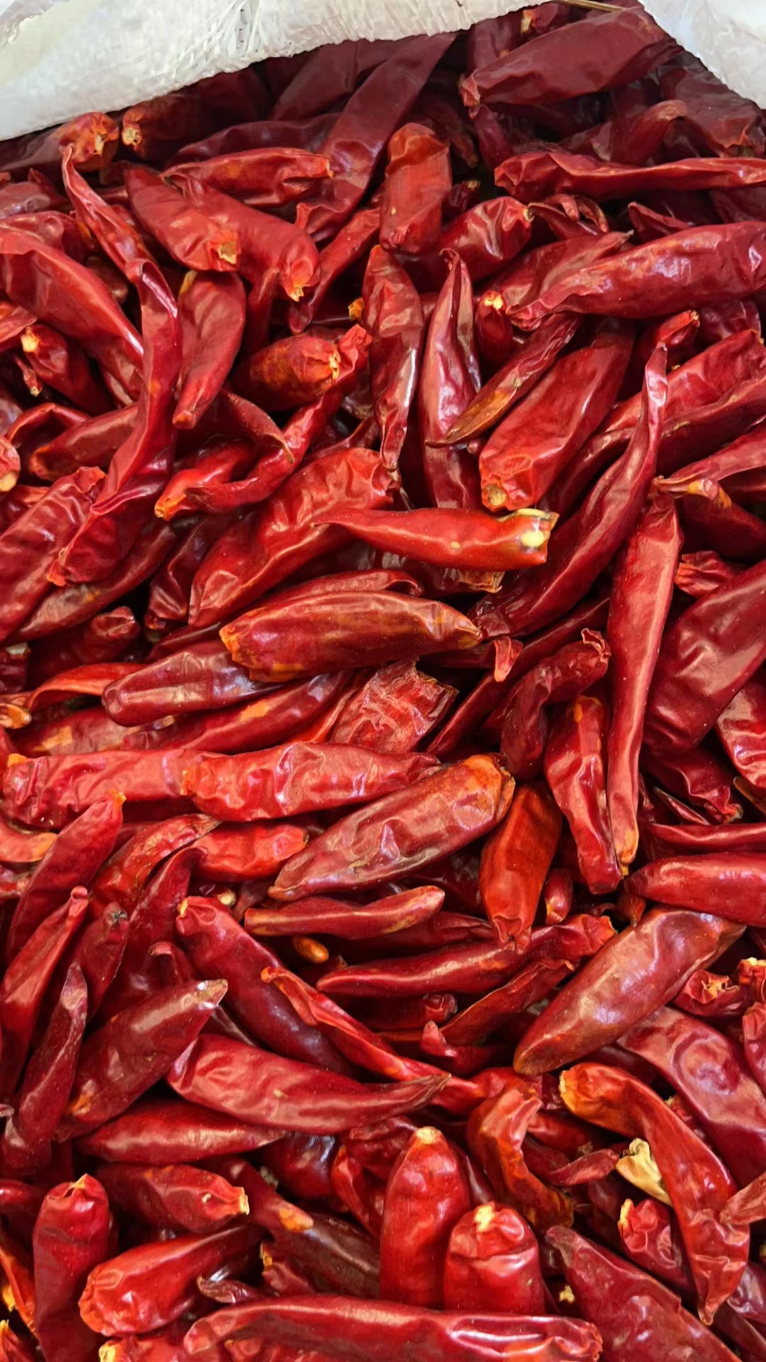 正宗河南新一代干辣椒干货微辣特香精选食用火锅调味料天鹰小辣椒