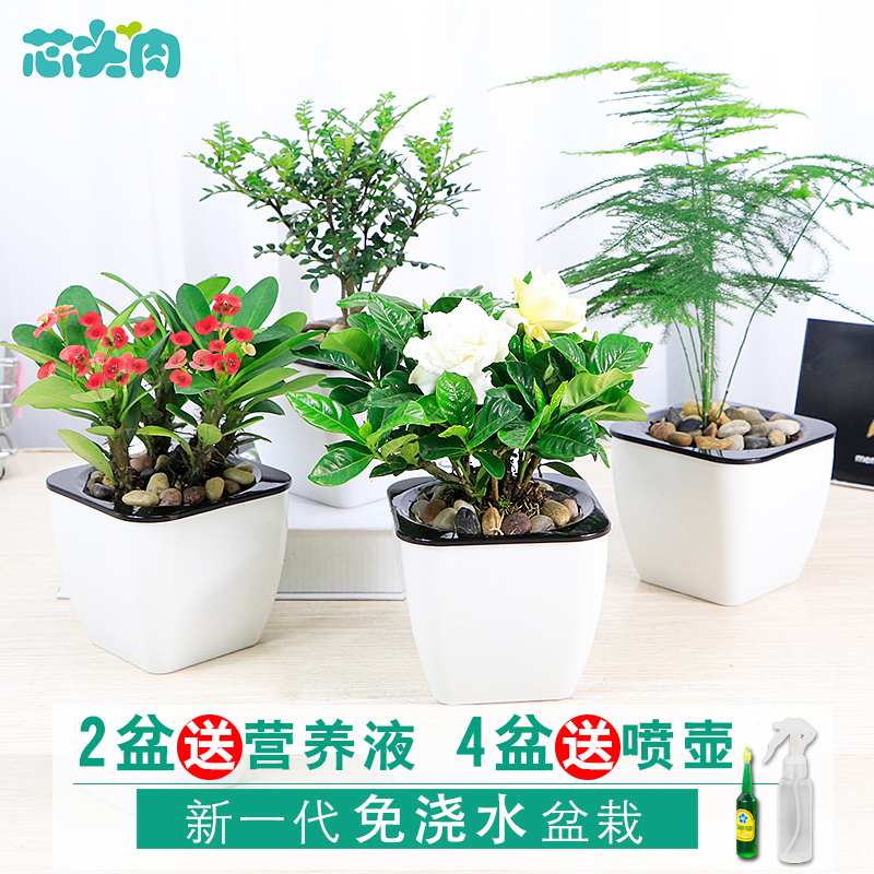 梔子花盆栽室內水培植物文竹九里香清香木花卉綠植辦公室水養綠蘿