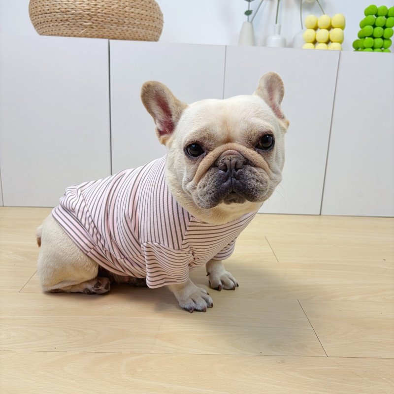 法斗狗狗衣服打底衫秋冬季加绒弹力条纹衫百搭巴哥斗牛犬狗狗衣服,宠物/宠物食品及用品,狗宠物服装/雨衣,淘宝优惠券,粉丝福利购,淘宝优惠卷