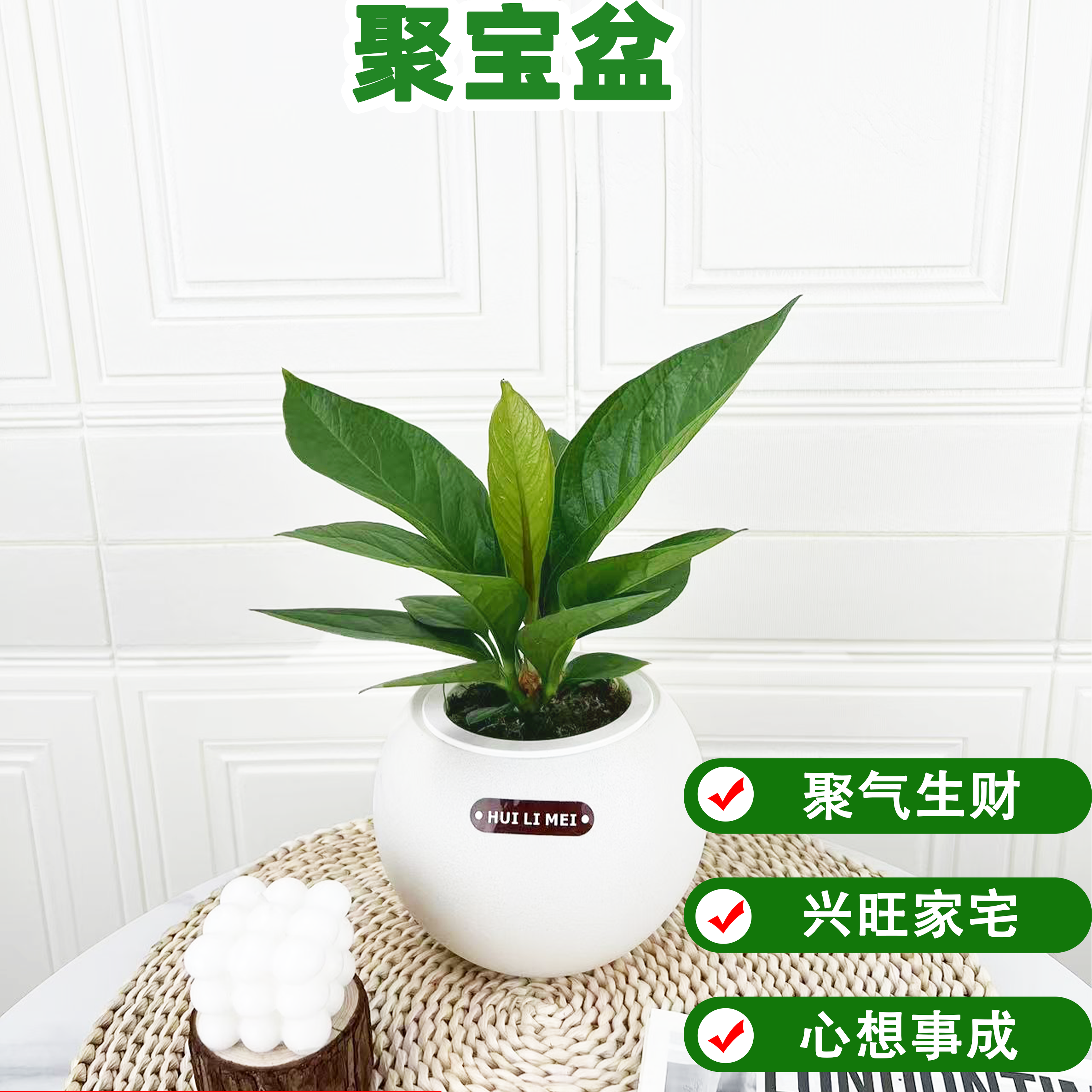 聚宝盆桌面观叶植物好养四季常青
