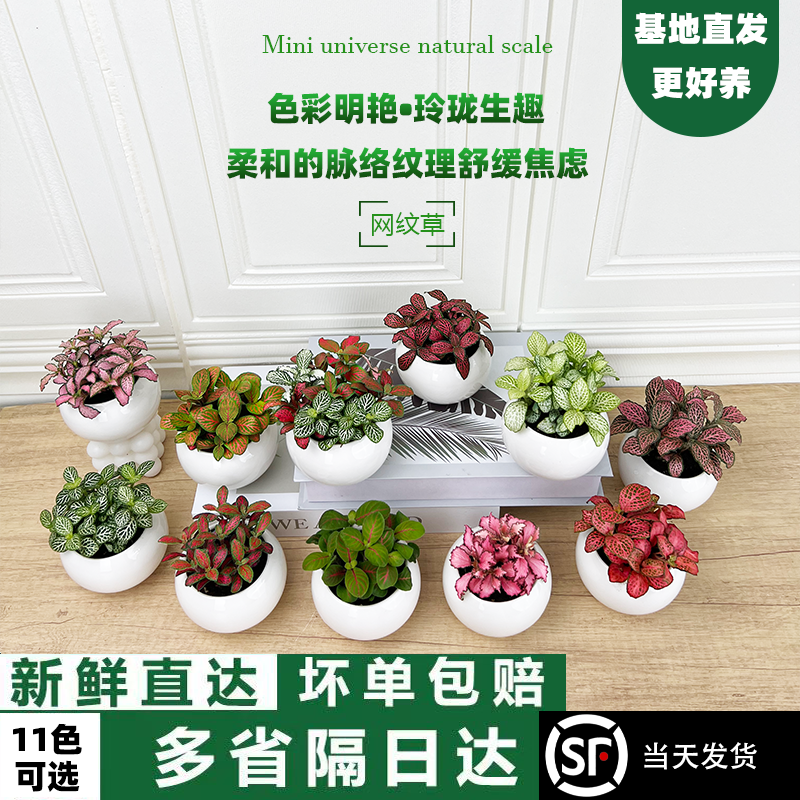 趣味微景观DIY材料网纹草小盆栽