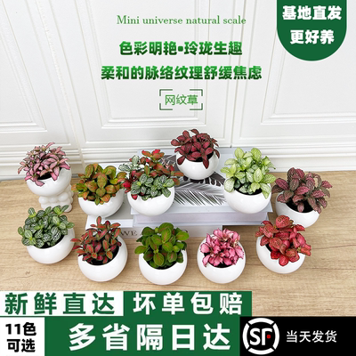 趣味微景观DIY材料网纹草小盆栽