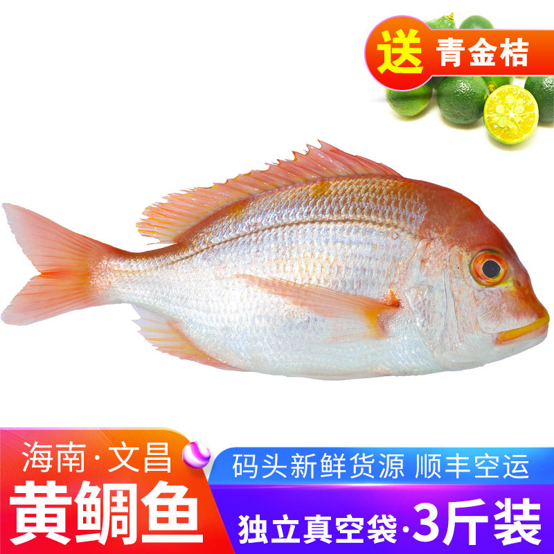 海南红立鱼3斤包邮赤鲷赤宗板海南文昌海鲜水产红鲷鱼黄鲷鱼波立