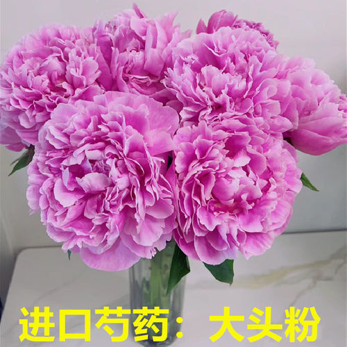 【现货顺丰】进口芍药大头粉