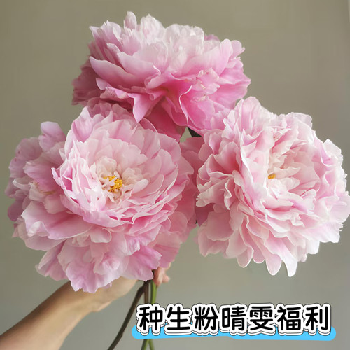 山东大芍药种生粉精品重瓣