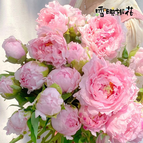 牡丹鲜花雪映桃花有香味