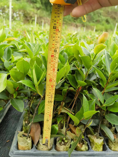 油茶树