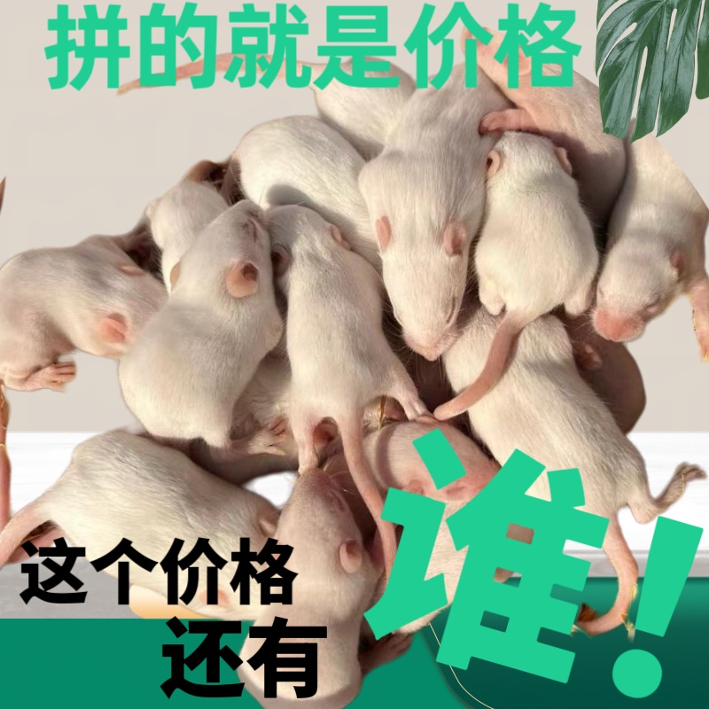 无菌冰鲜小白鼠高蛋白饲料爬宠美食营养品猫龟蛙饲料