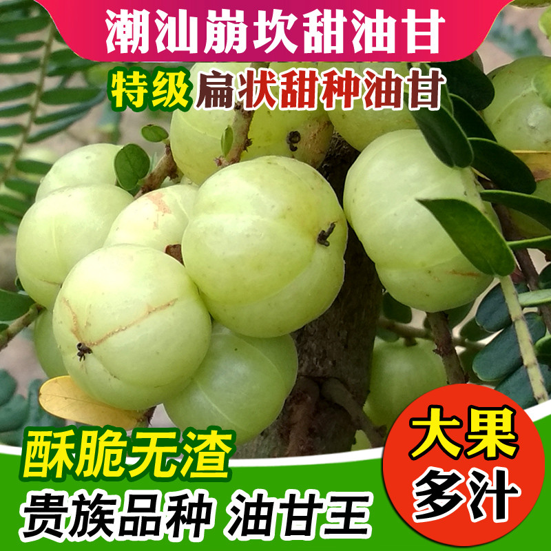 潮汕崩坎甜油甘新鲜生吃榨汁