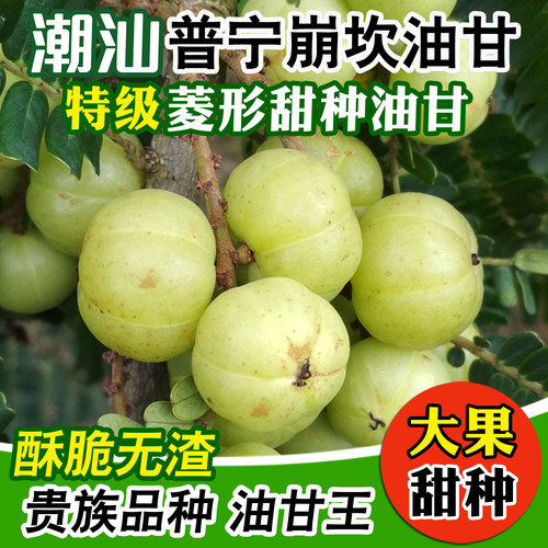 潮汕普宁崩坎柿饼甜种油甘果现摘