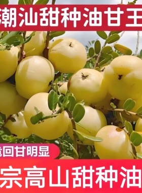 潮汕村长普宁崩坎甜种赤皮野生新鲜油甘果牛甘果余甘子滇橄榄油柑