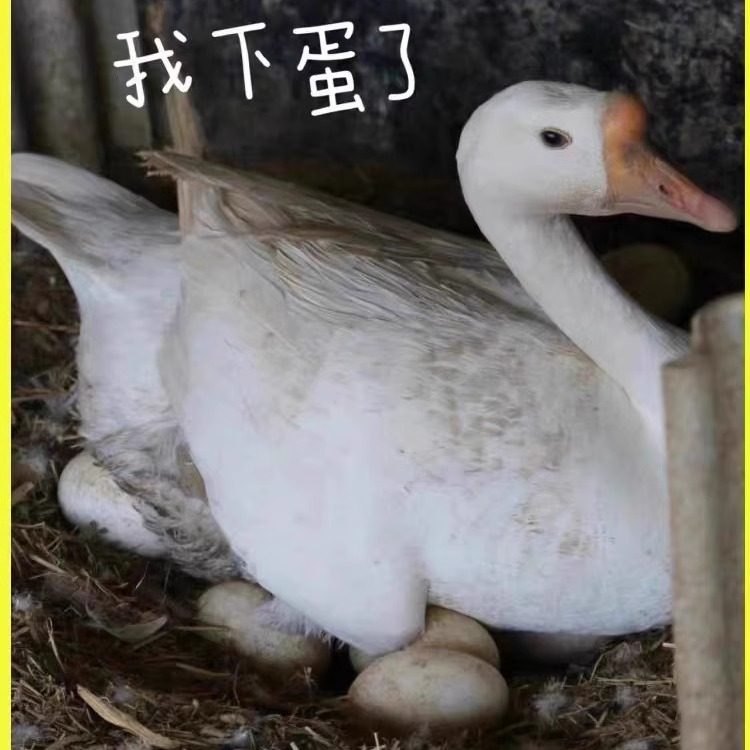 【破碎包赔】新鲜散养鹅蛋24枚农家现捡现发孕妇健康餐食美味好吃