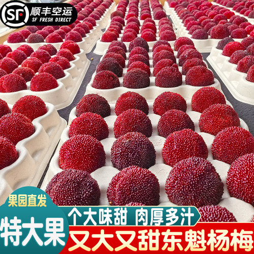 特级大果杨梅新鲜顺丰空运