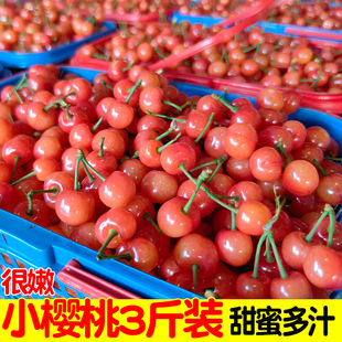 中华小樱桃鲜果孕妇水果水晶土樱桃黄草浙江小樱桃新鲜本地小樱珠