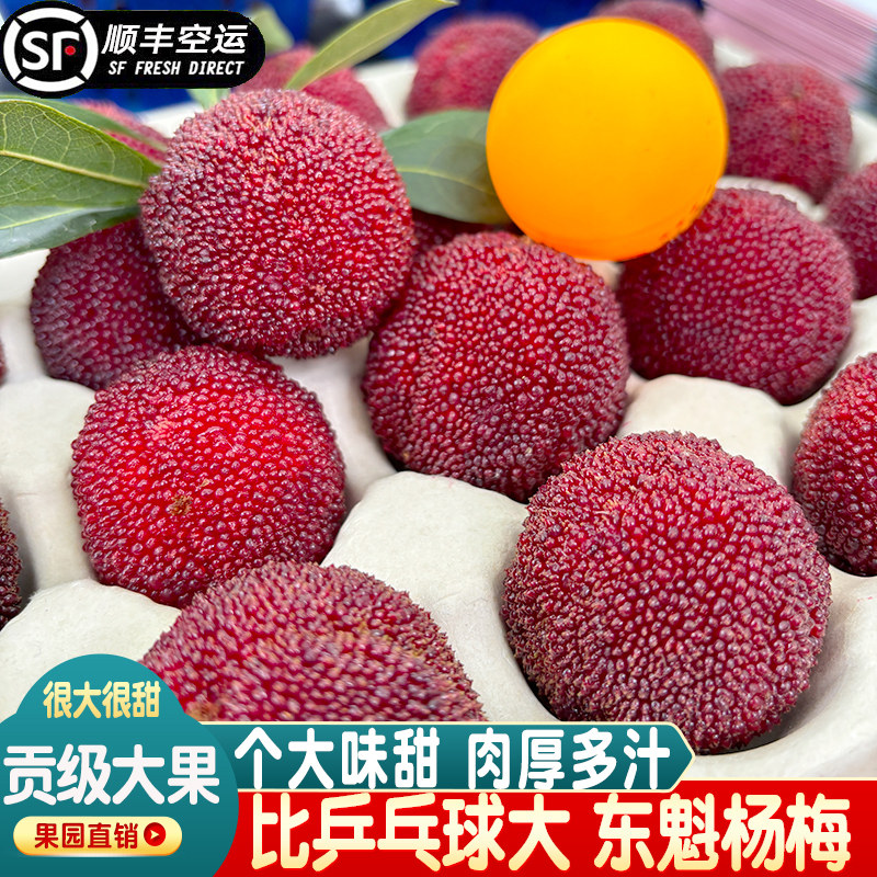 【贡品级】仙居杨梅鲜果台州仙居东魁杨梅水果新鲜超大杨梅礼盒装