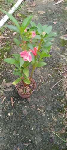 有花蕾凤仙花指甲花鲜活盆栽 货到死苗免费补发