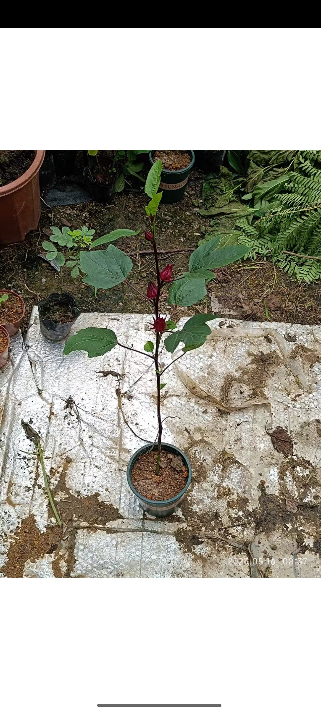 带花蕾洛神花树苗盆栽易活庭院阳桌面绿植