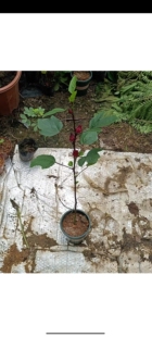 带花蕾洛神花树苗盆栽易活庭院阳台绿植玫瑰茄红桃k树盆栽