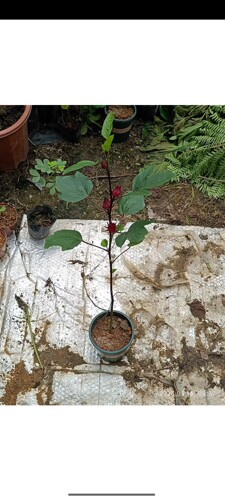 带花蕾洛神花树苗盆栽易活庭院阳台绿植玫瑰茄红桃k树盆栽