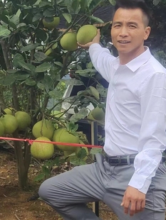 金兰金沙柚井冈蜜柚青皮柚多汁皮薄多肉吉安特产直供现摘包邮5斤