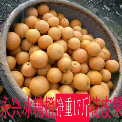 现摘新鲜永兴冰糖橙原生态甜橙子