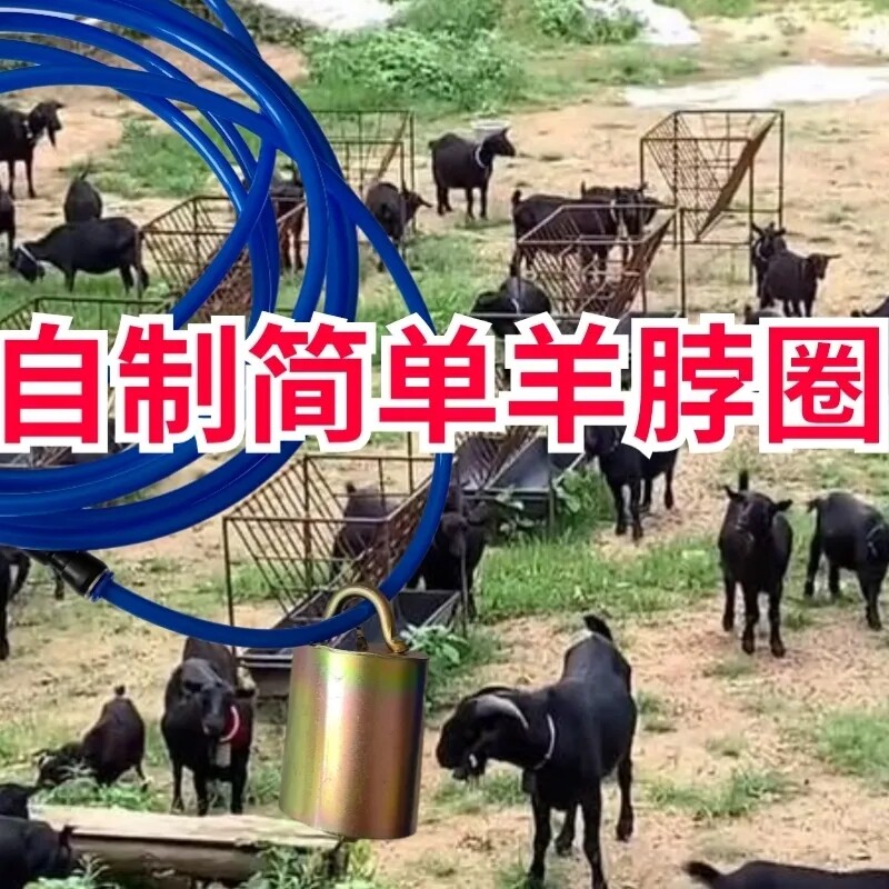 自制山羊脖子项圈散养大小羊专用防走丢防刮伤做标记易区分羊项圈