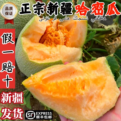 正宗新疆哈密瓜爆卖100万箱