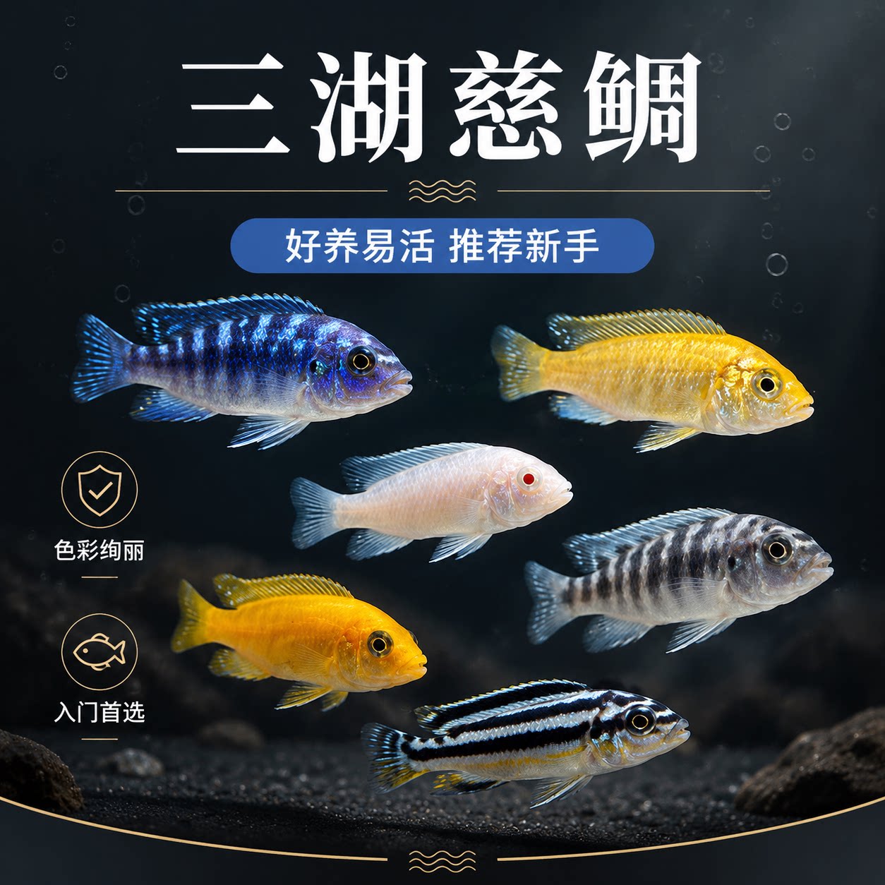 三湖慈鲷鱼热带观赏鱼淡水好养耐活非洲小型王子杂鲷斑马便宜