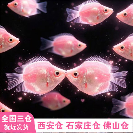 网红鱼亲嘴鱼接吻鱼宠物鱼热带鱼观赏鱼萌萌哒鱼水族箱观赏小鱼