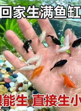玛丽球鱼混合奶牛玛丽球玛丽奶牛胎生好养热带直接小鱼繁殖