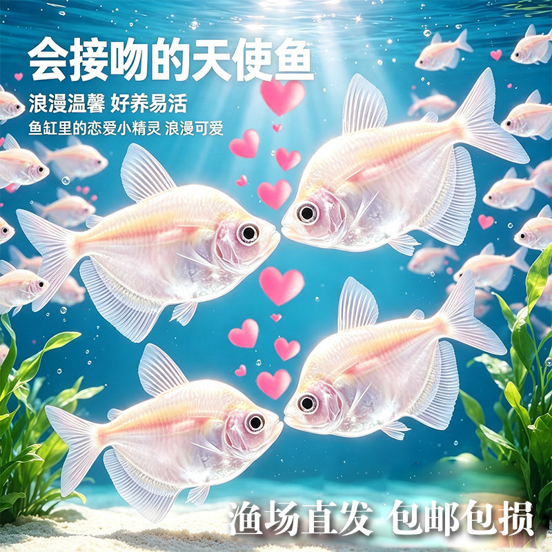 接吻鱼观赏鱼金鱼活鱼亲嘴鱼热带鱼好养活鱼小型宠物鱼好看亲亲鱼