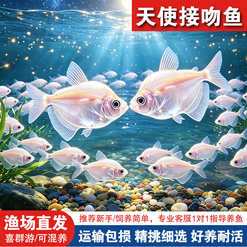 网红鱼亲嘴鱼接吻鱼宠物鱼热带鱼观赏鱼萌萌哒鱼水族箱观赏小鱼