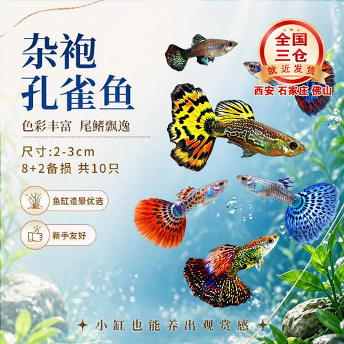 杂袍孔雀鱼观赏凤尾鱼小鱼纯种热带小型好养热带鱼耐活鱼苗观赏鱼