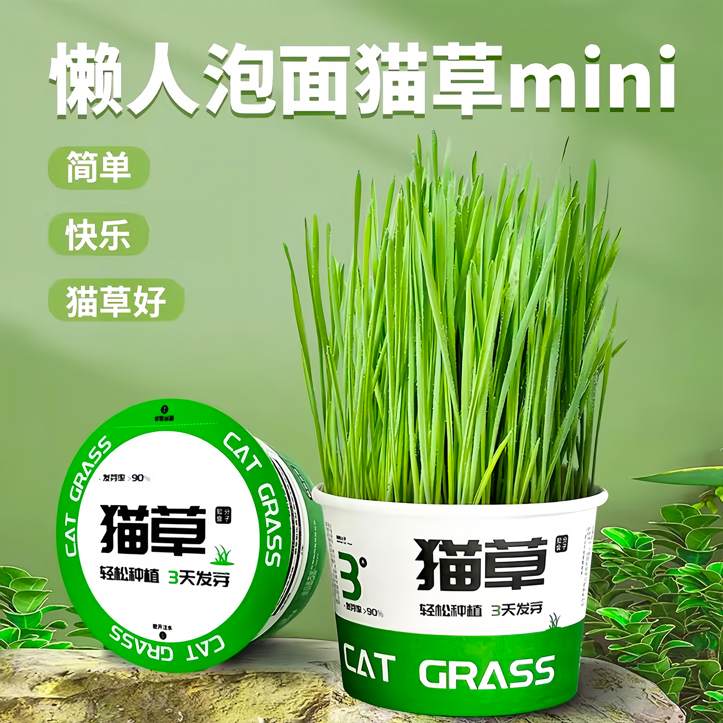 懒人泡面猫草盆栽温和排毛化毛草