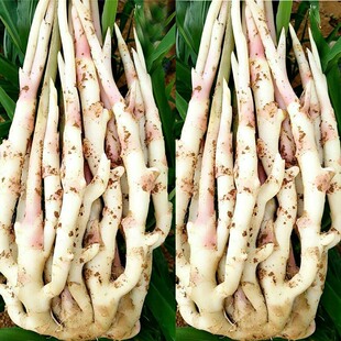 湖南江永香姜嫩姜仔姜红芽子姜生姜新鲜姜芽泡菜腌姜现挖现发