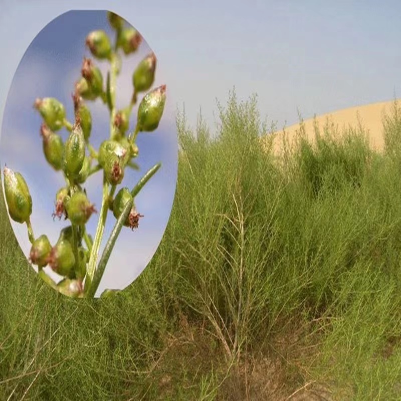 固沙牧草 沙蒿种子芨芨草冰草沙米沙蓬米百脉根五叶草花棒种子