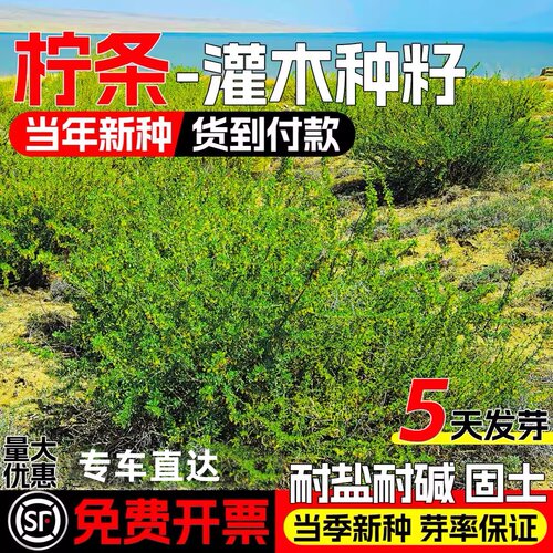 柠条种籽灌木草籽荒漠防风固土
