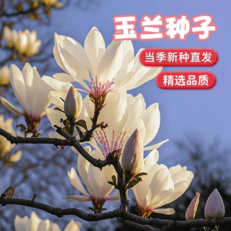 玉兰种子 白玉兰种子 紫玉兰种子广玉兰种子黄玉兰辛夷玉兰树种子