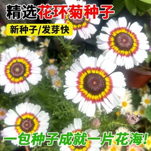 花环菊花种子四季种易活阳台盆栽花卉景观切花多年生茼蒿菊种籽子