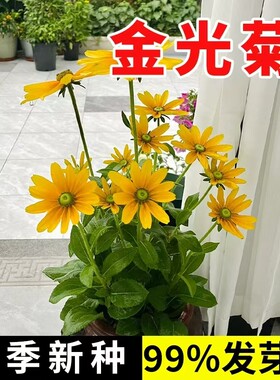 金光菊种子四季开花宿根黑烟苏珊